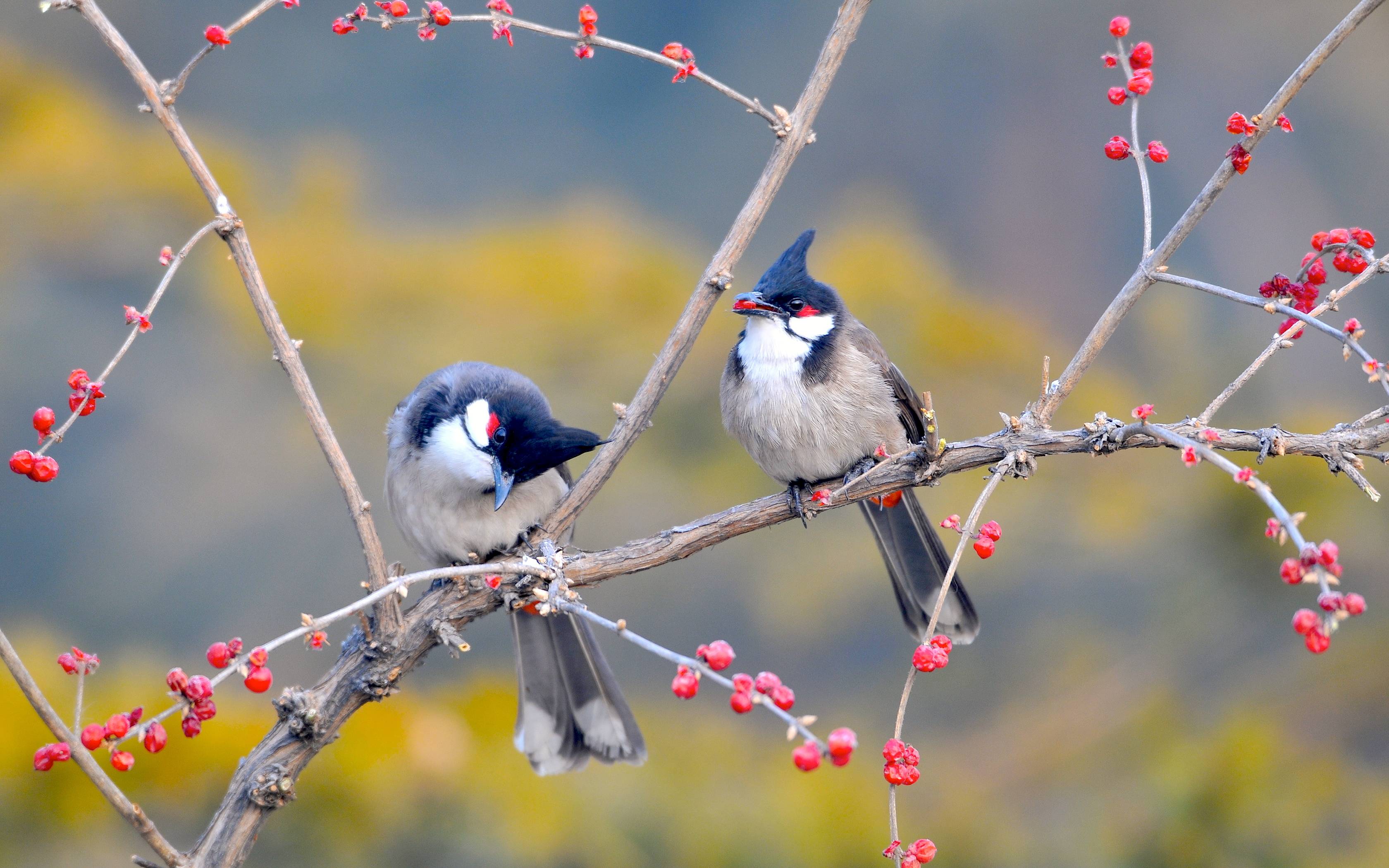 Spring Bird Wallpapers