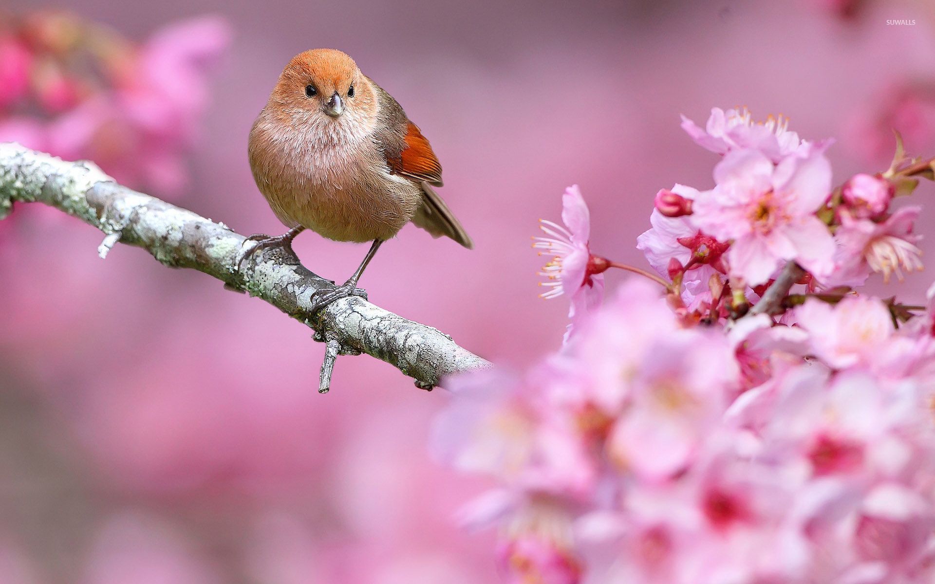 Spring Bird Wallpapers