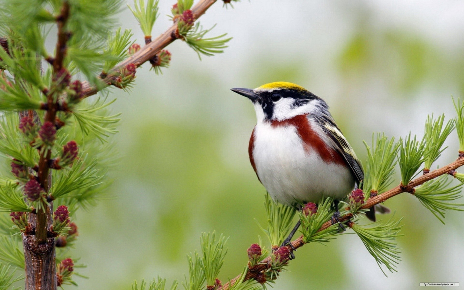 Spring Bird Wallpapers