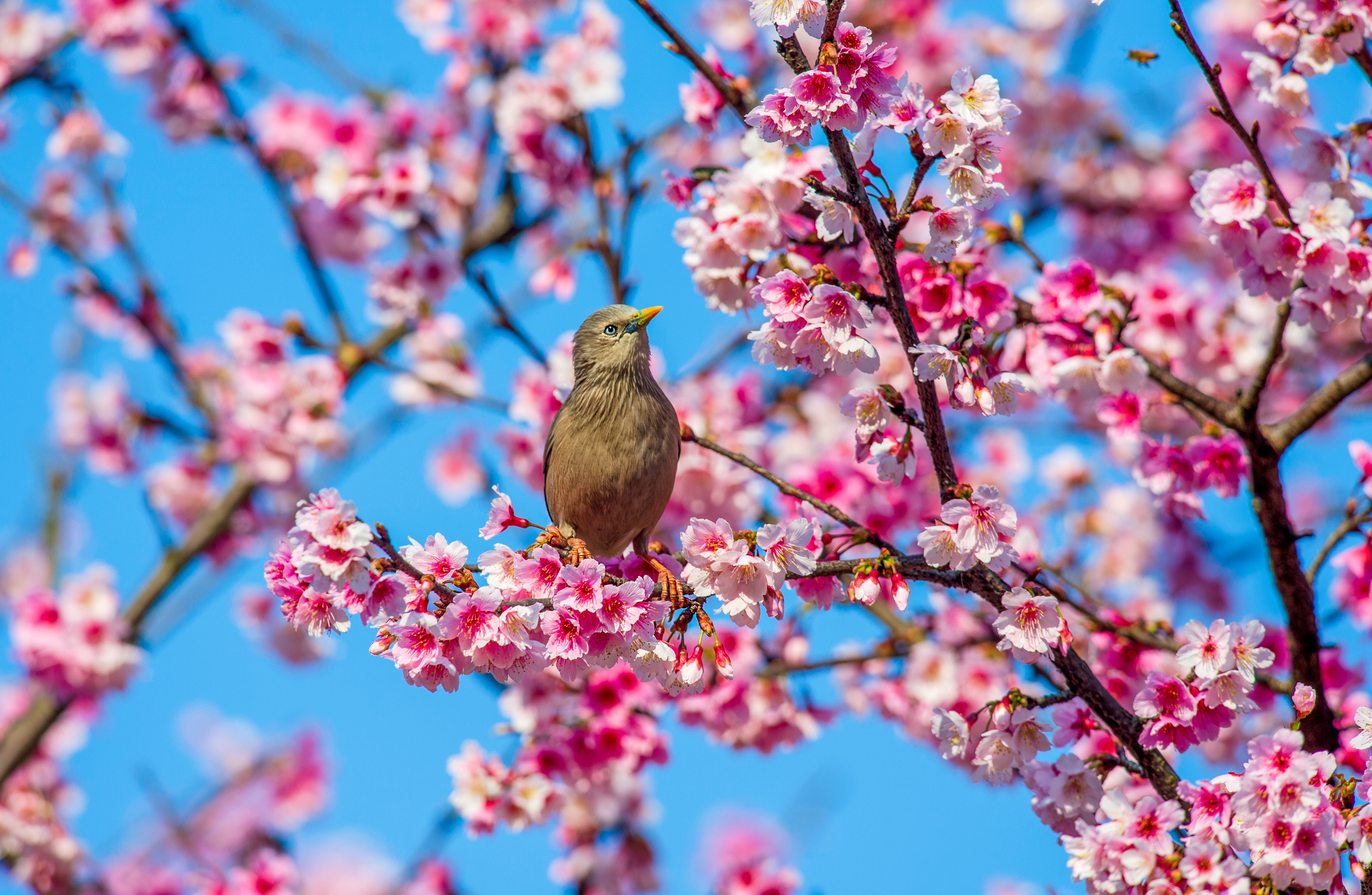 Spring Bird Wallpapers