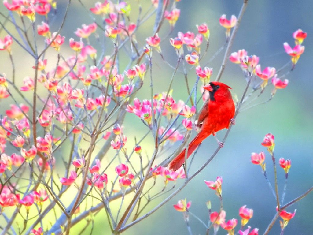 Spring Bird Wallpapers