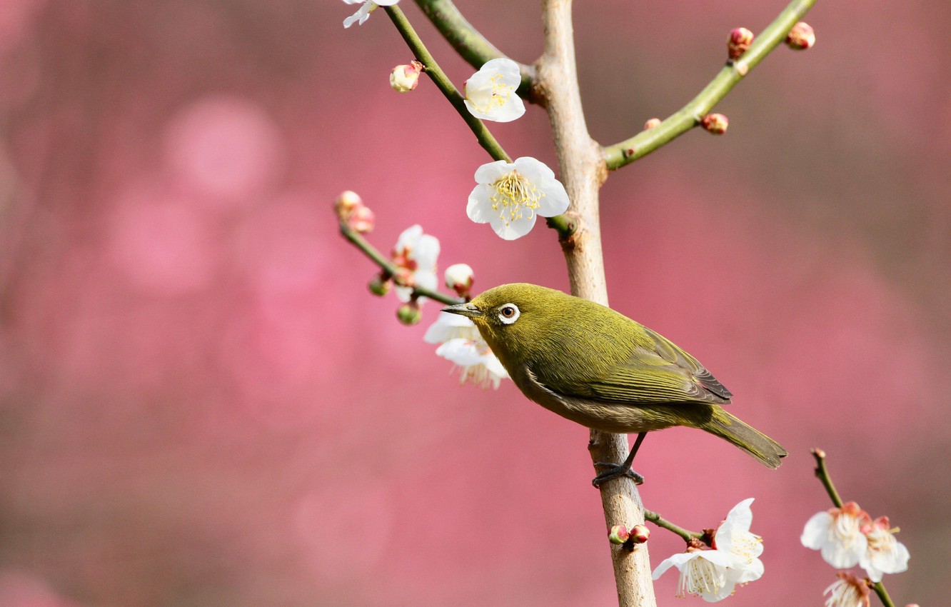 Spring Bird Wallpapers