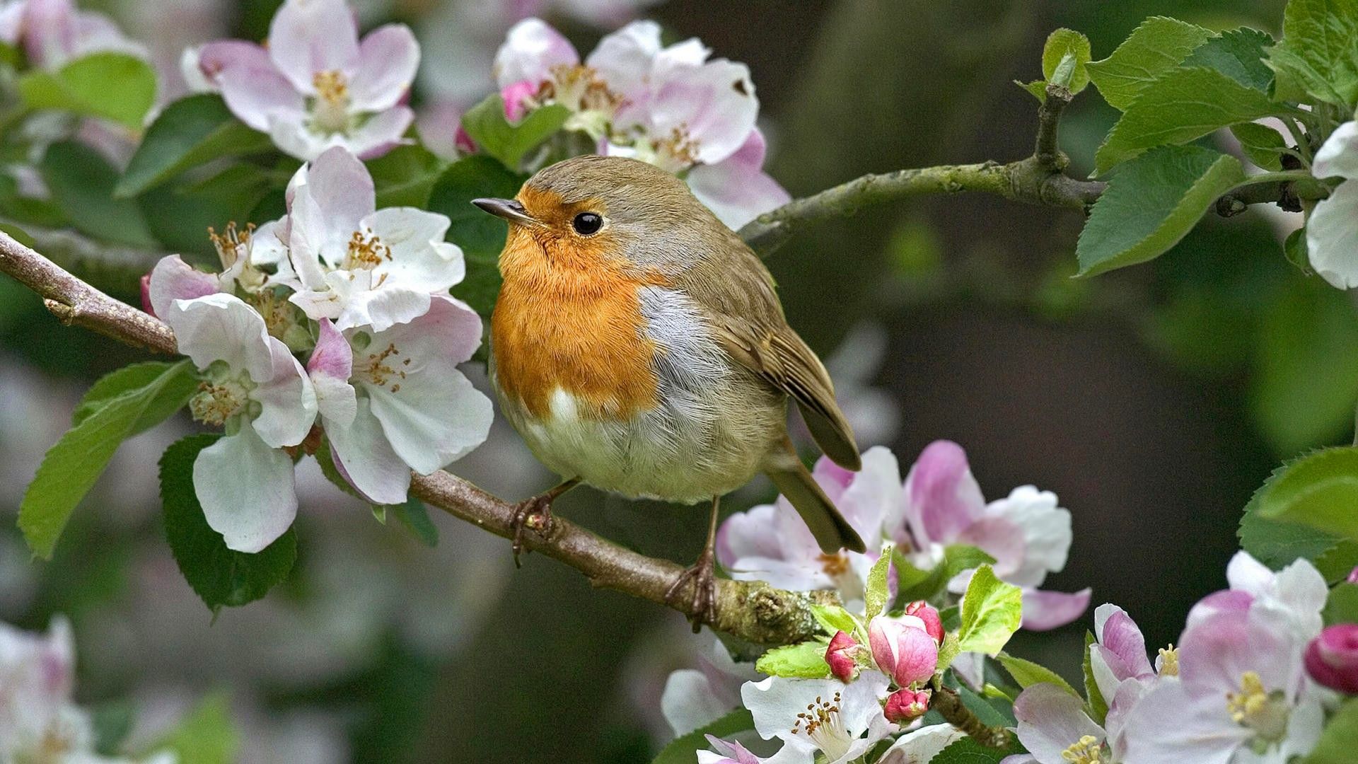 Spring Bird Wallpapers