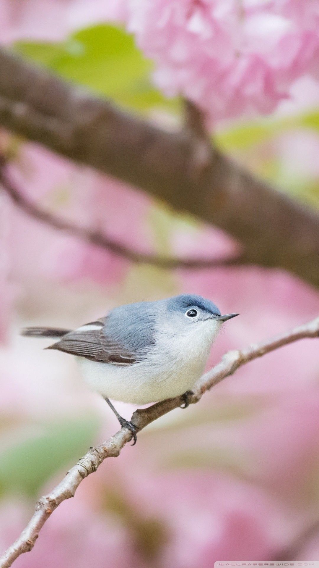 Spring Bird Wallpapers