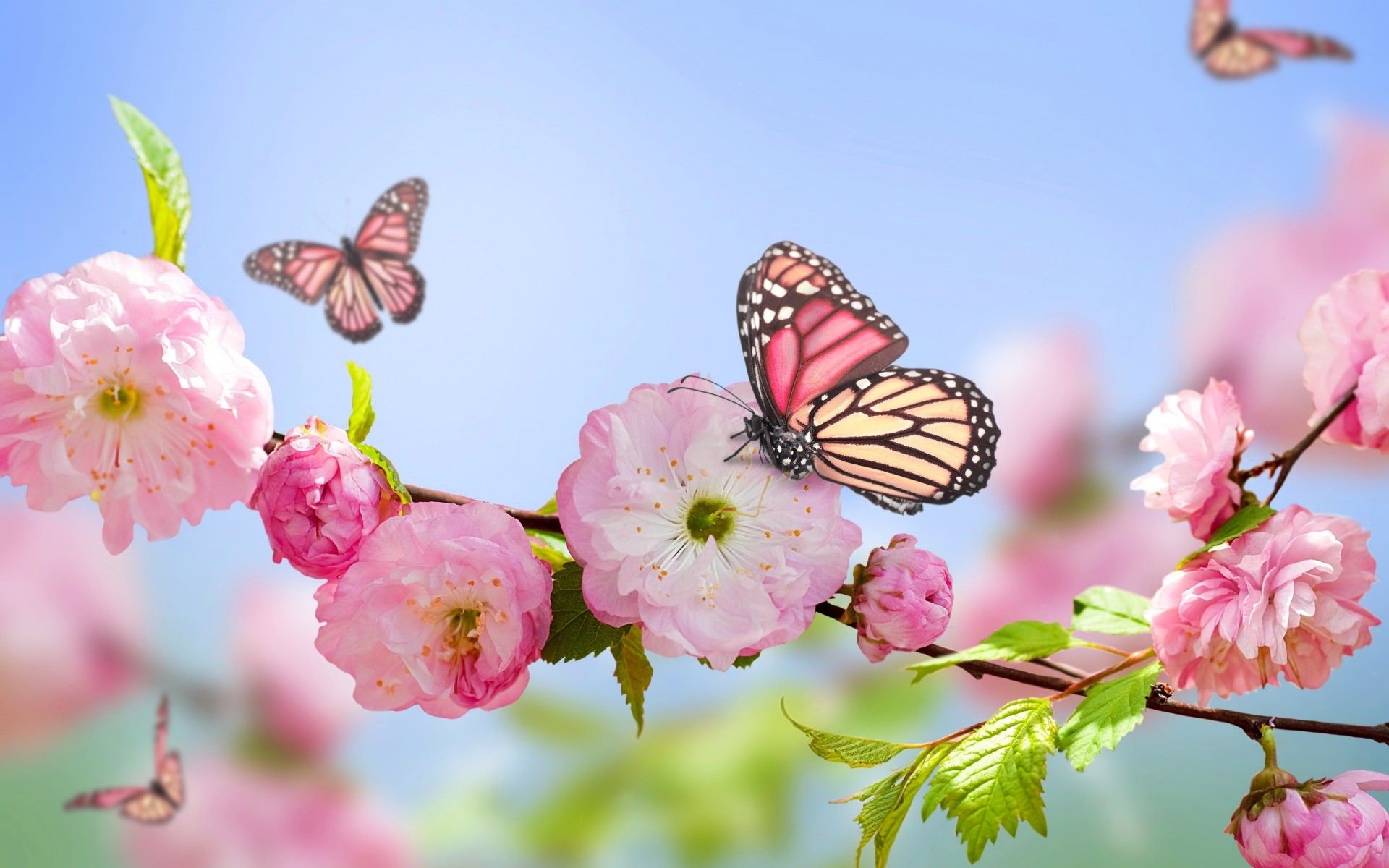 Spring Bouquets Images Wallpapers