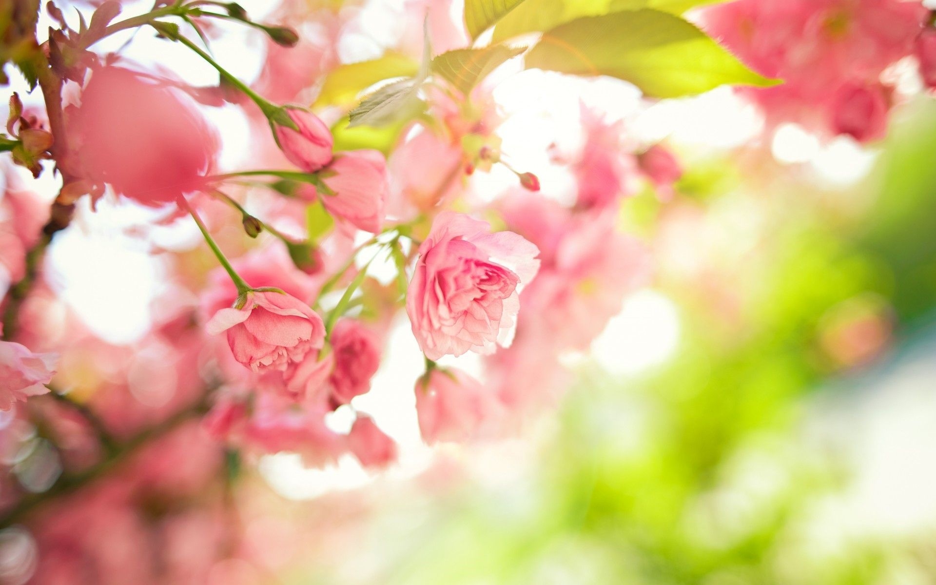 Spring Bouquets Images Wallpapers