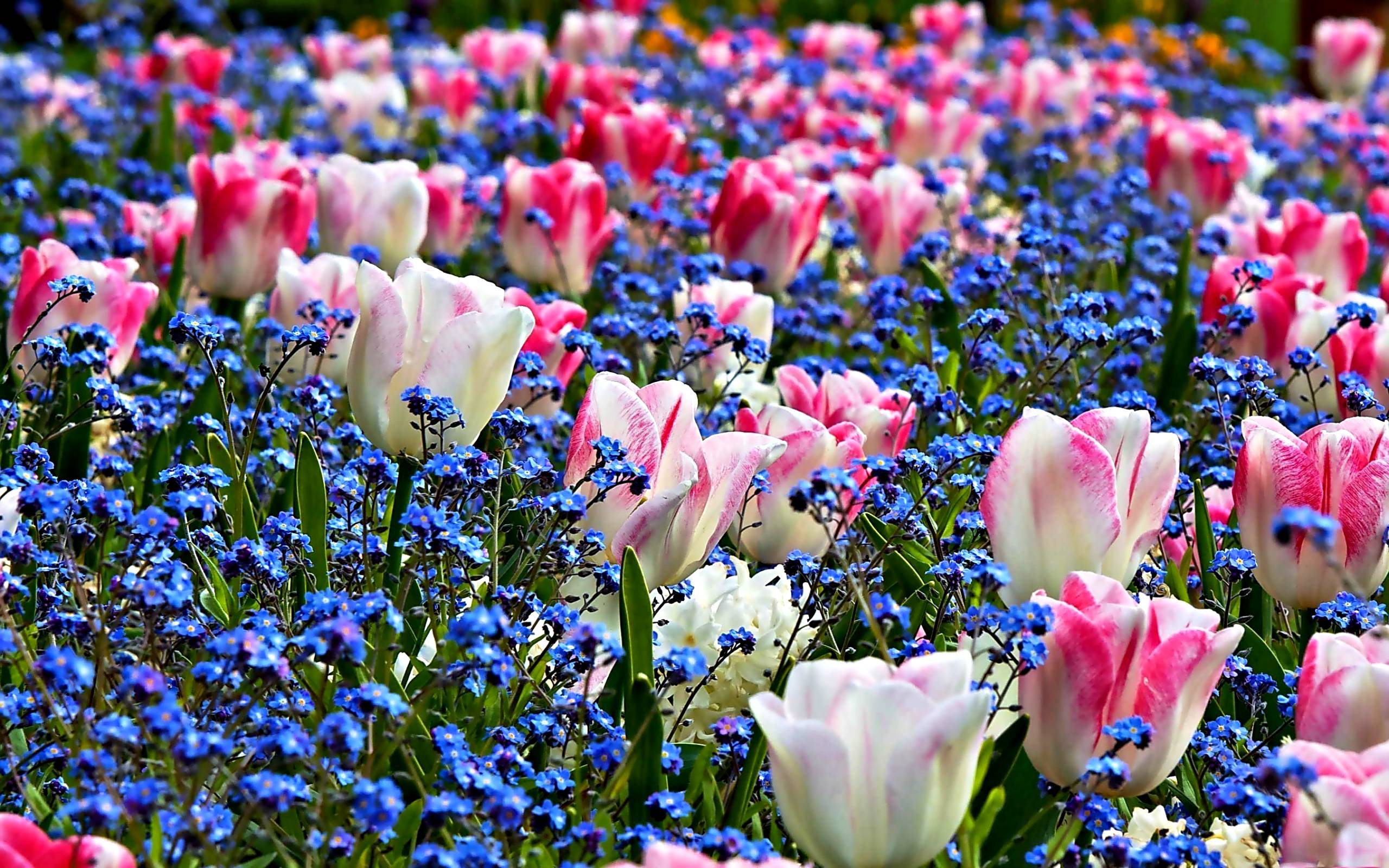 Spring Bouquets Images Wallpapers