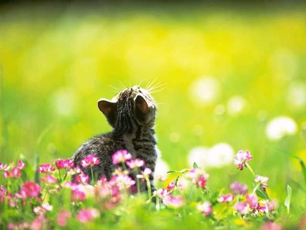 Spring Cat Wallpapers