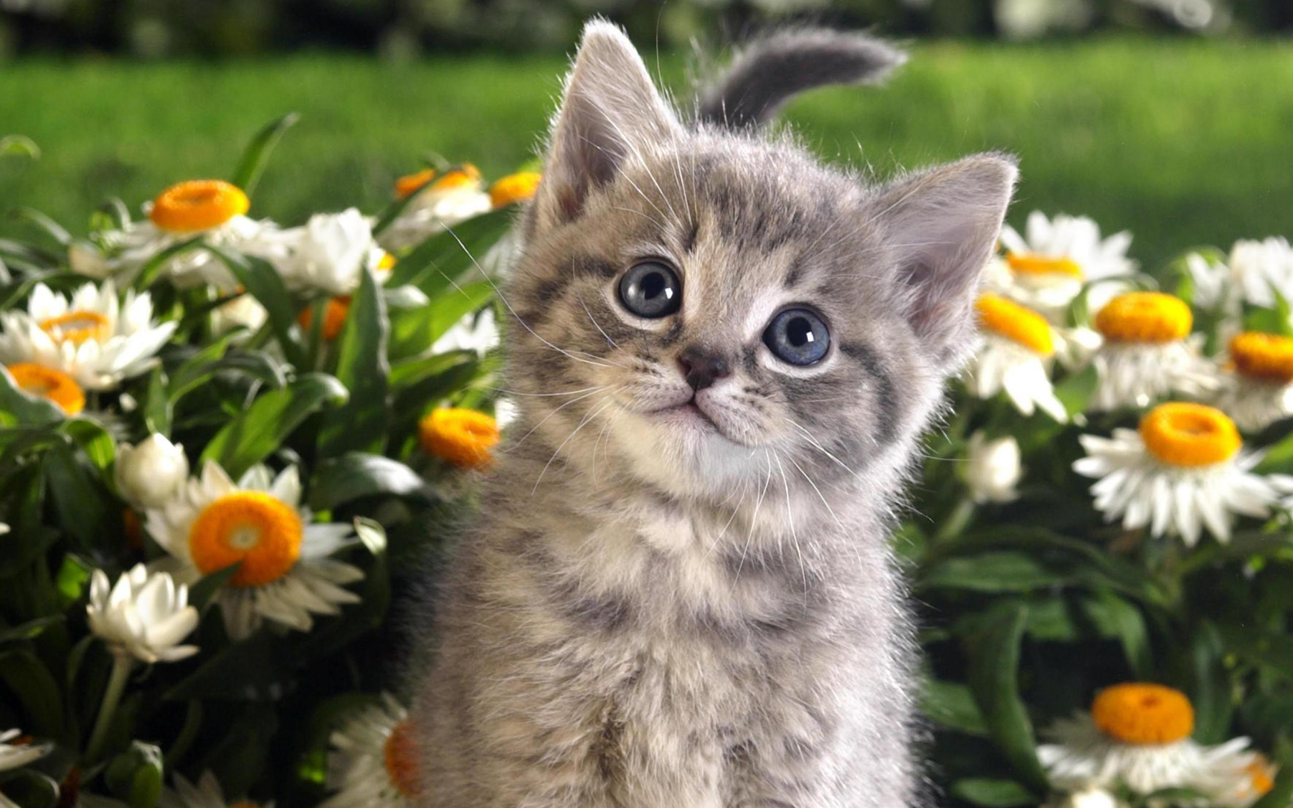 Spring Cat Wallpapers