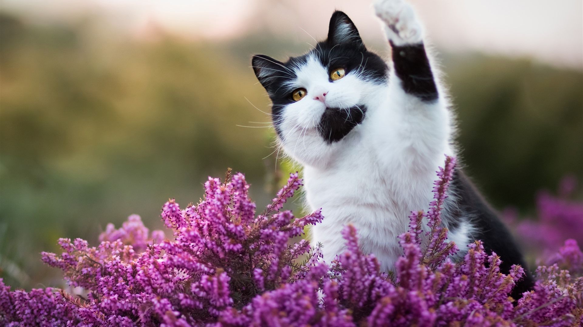 Spring Cat Wallpapers