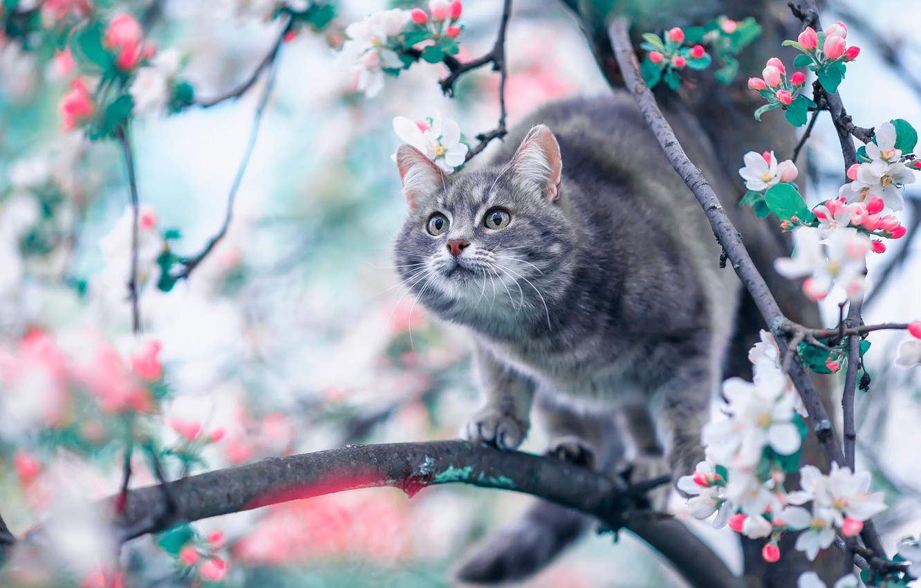 Spring Cat Wallpapers