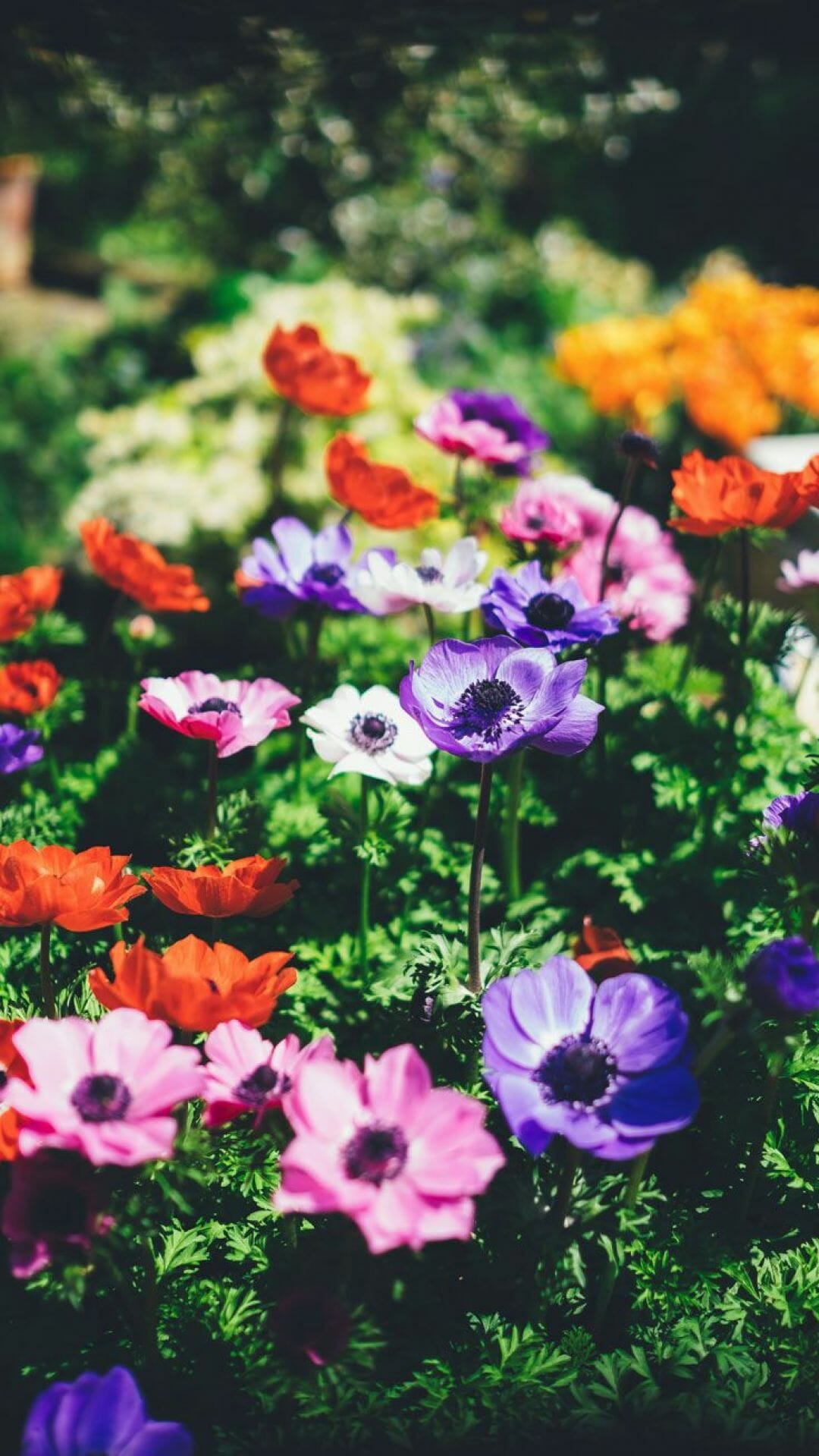 Spring Floral Iphone Wallpapers