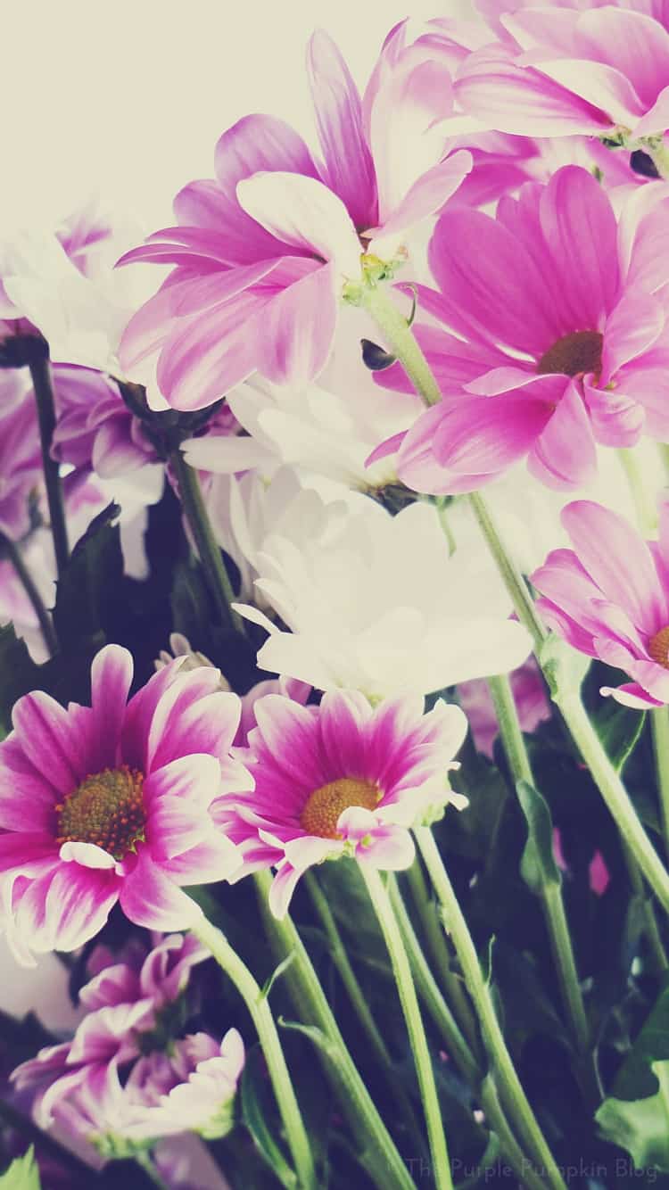 Spring Floral Iphone Wallpapers