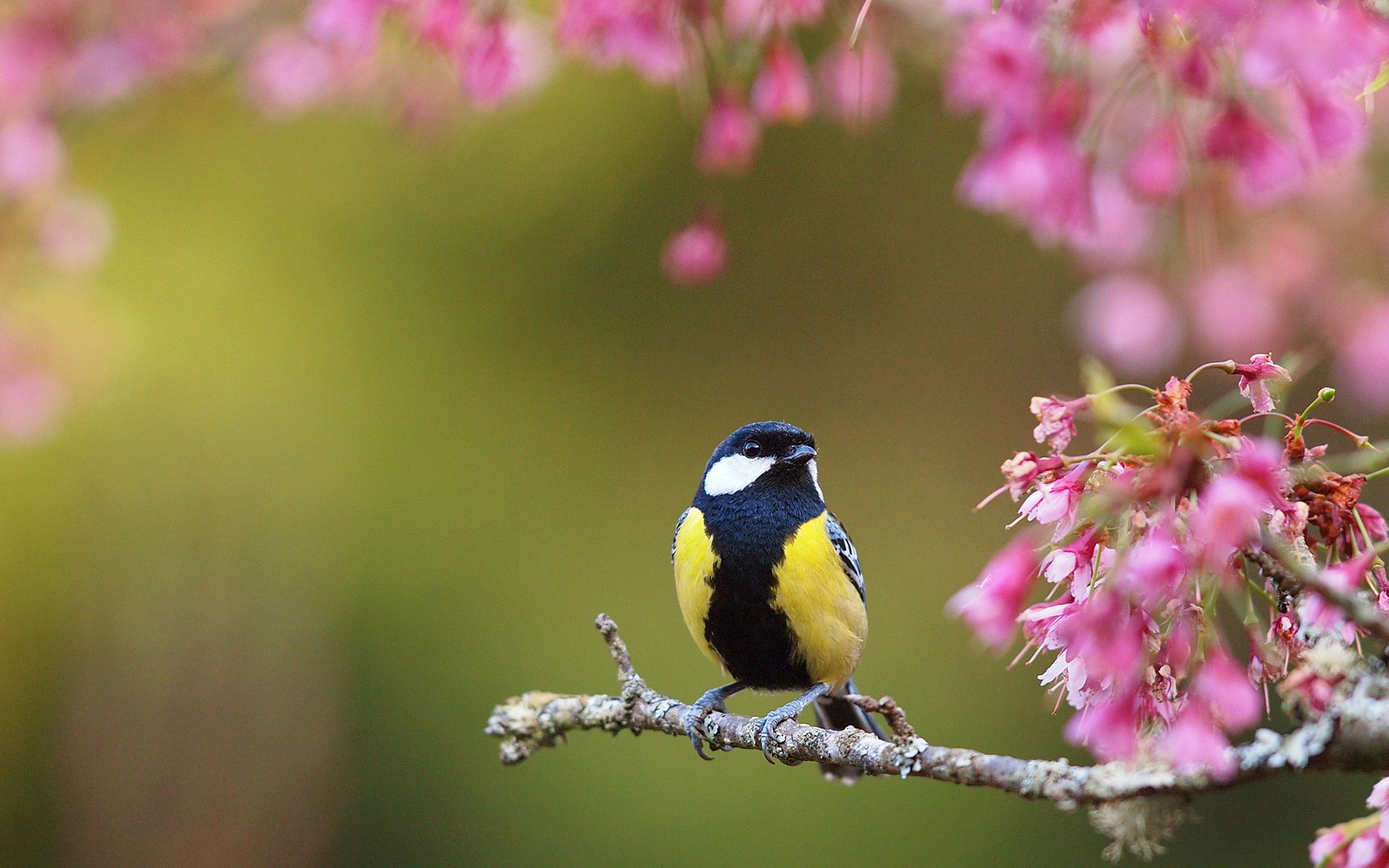 Spring Flowers And Birds Wallpapers