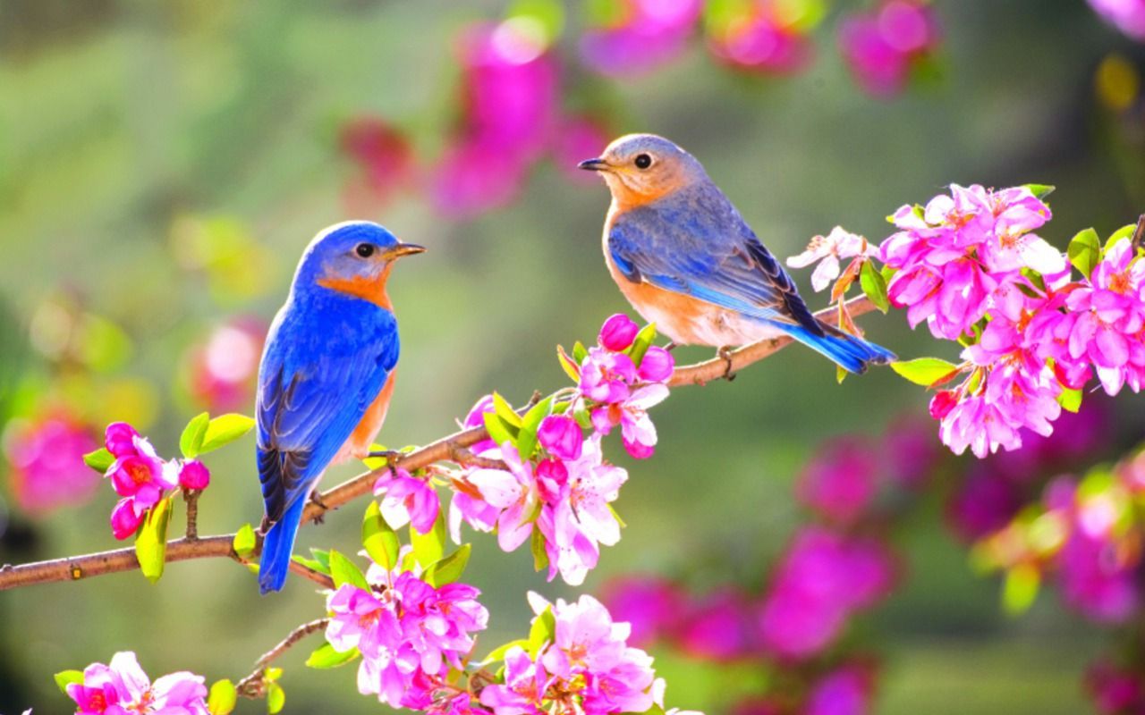 Spring Flowers And Birds Wallpapers