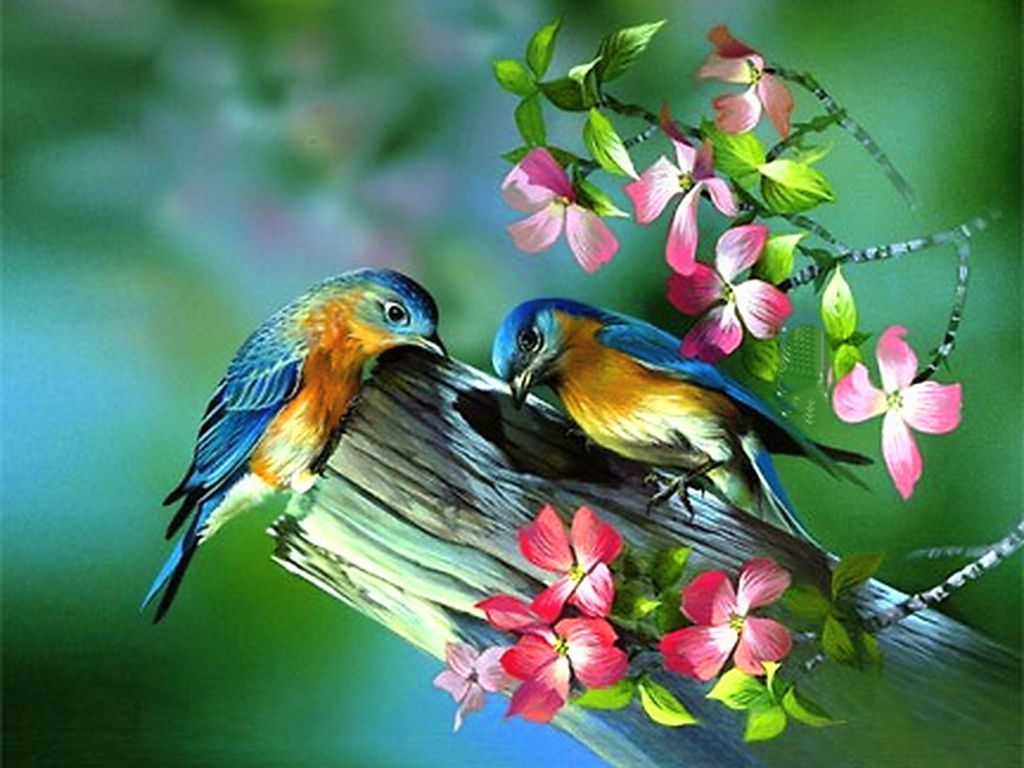 Spring Flowers And Birds Wallpapers