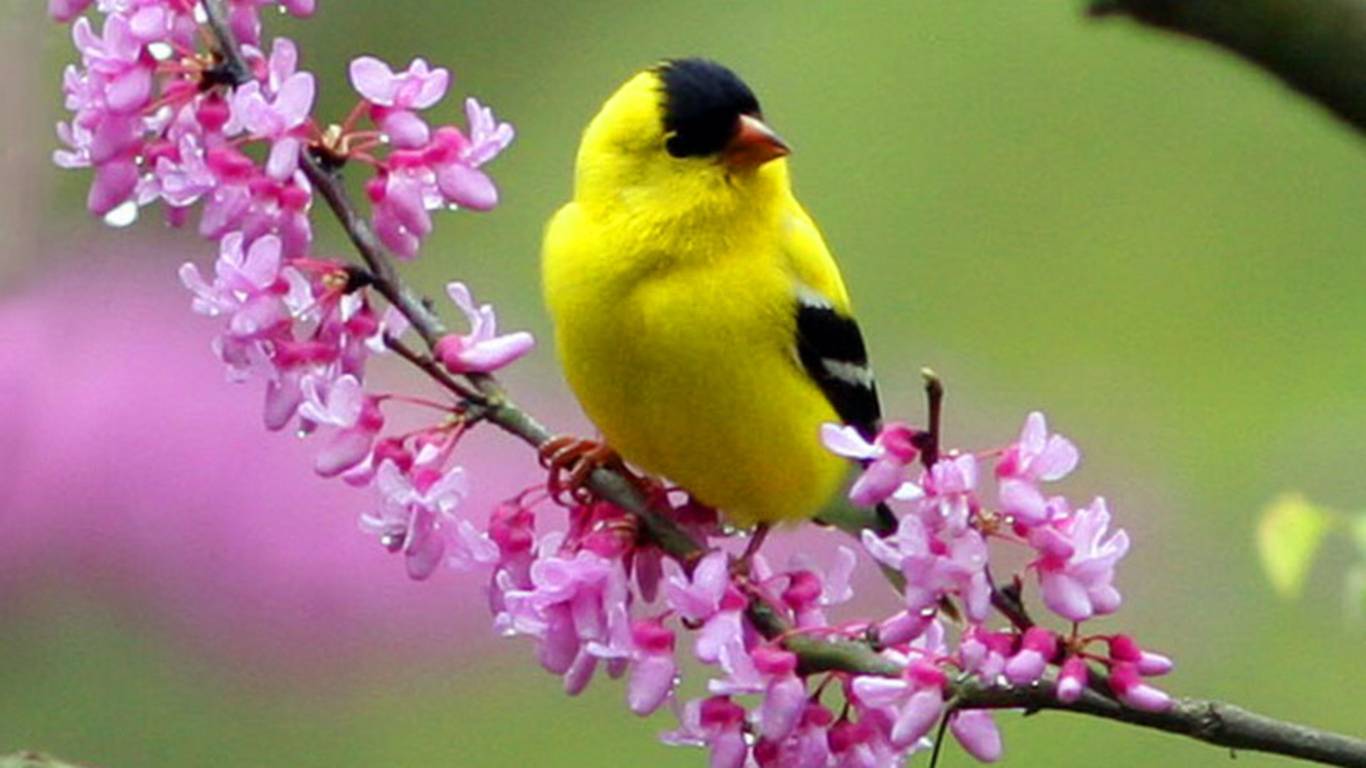 Spring Flowers And Birds Wallpapers