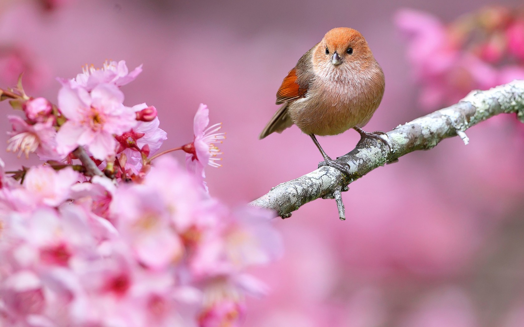 Spring Flowers And Birds Wallpapers