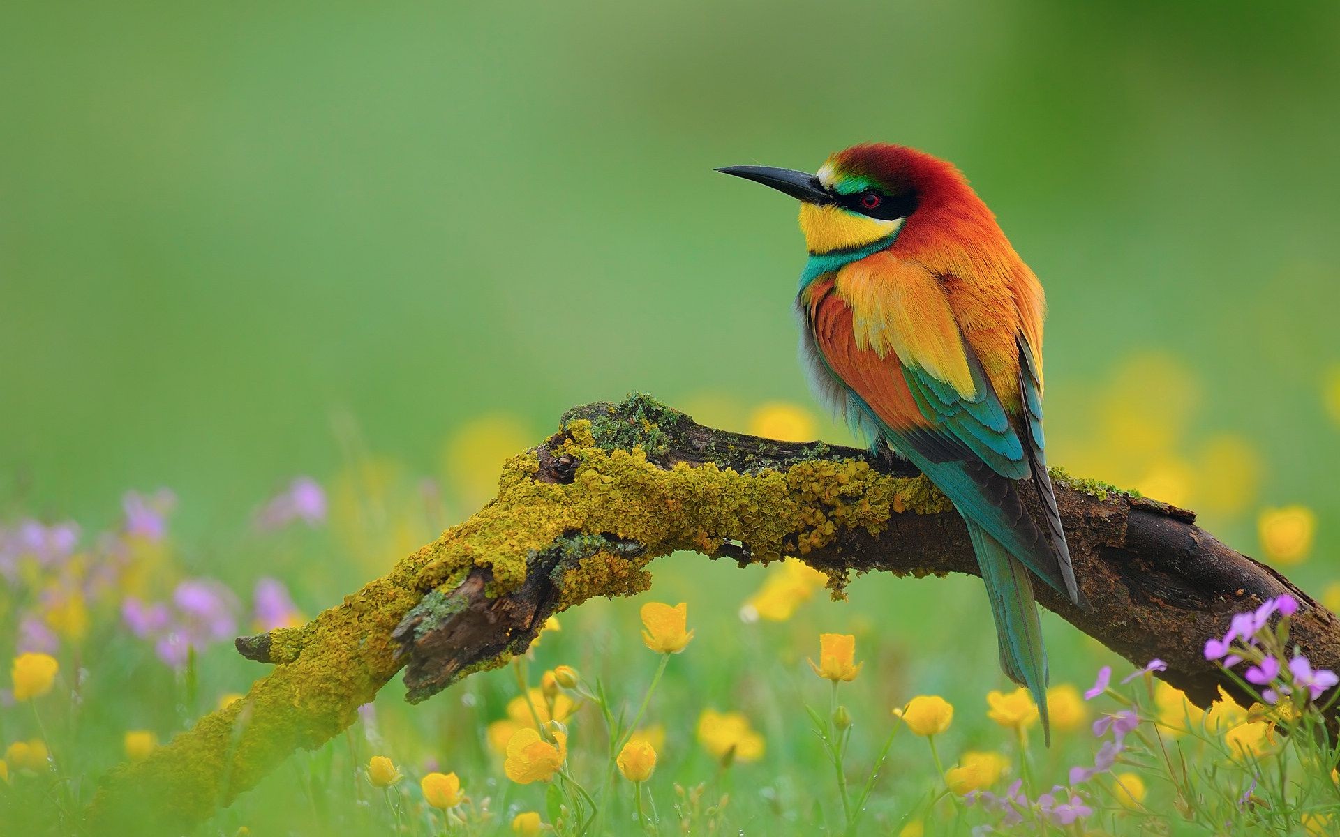 Spring Flowers And Birds Wallpapers