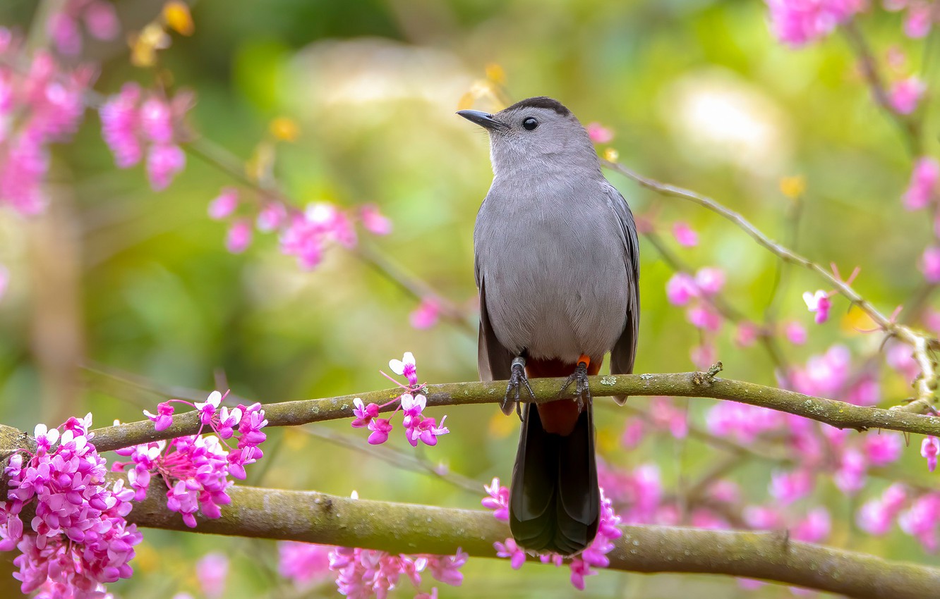 Spring Flowers And Birds Wallpapers