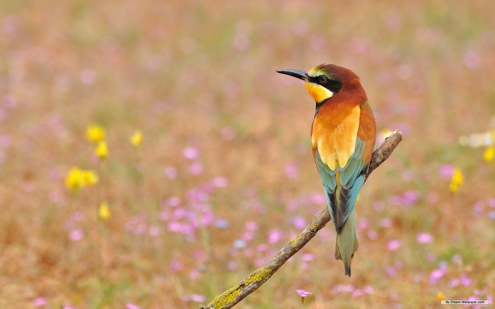 Spring Flowers And Birds Wallpapers