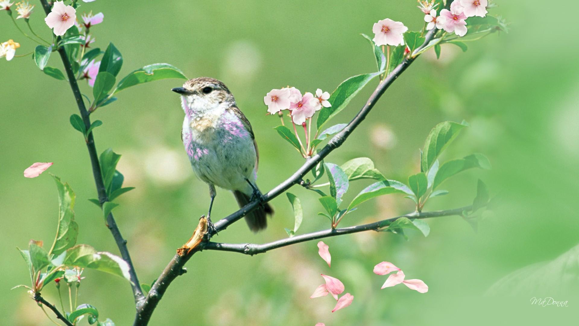 Spring Flowers And Birds Wallpapers