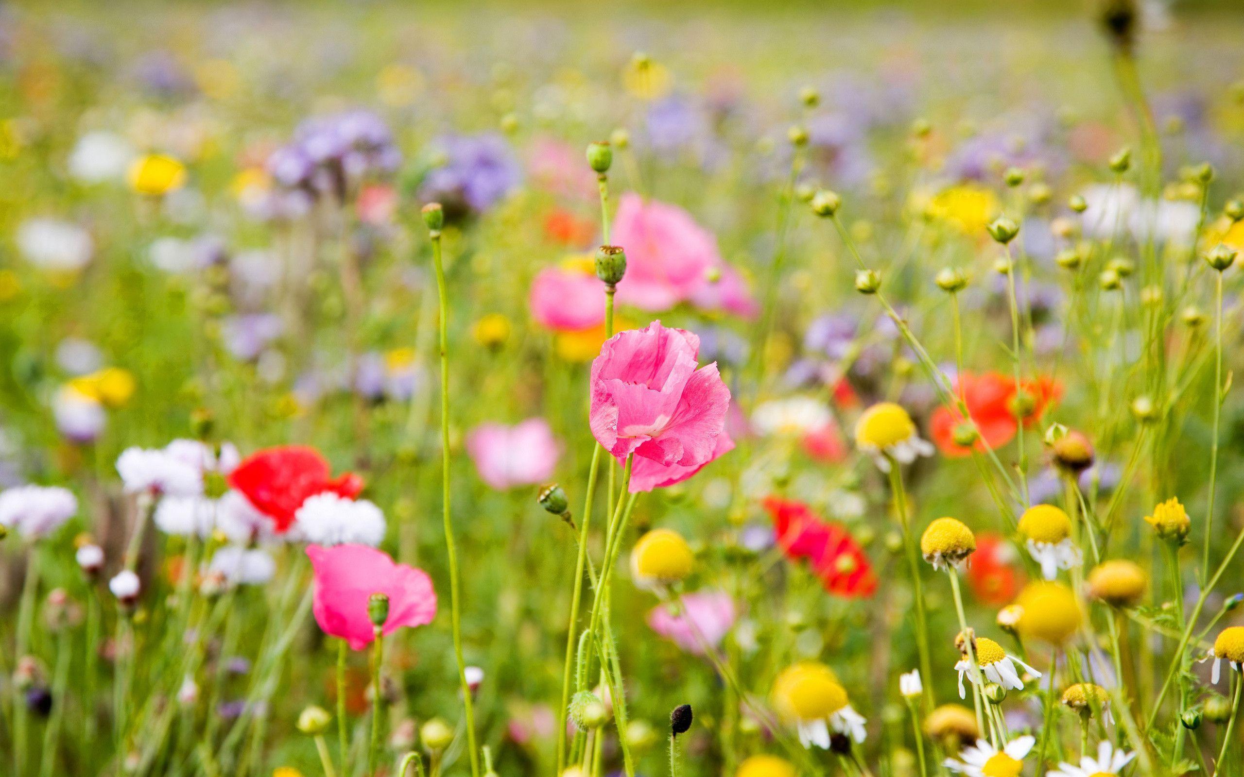 Spring Meadow Wallpapers