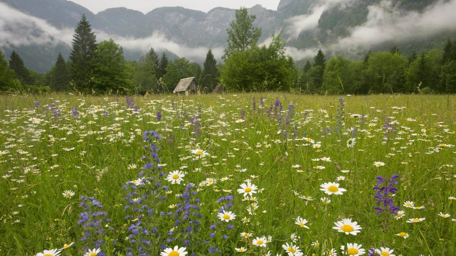 Spring Meadow Wallpapers