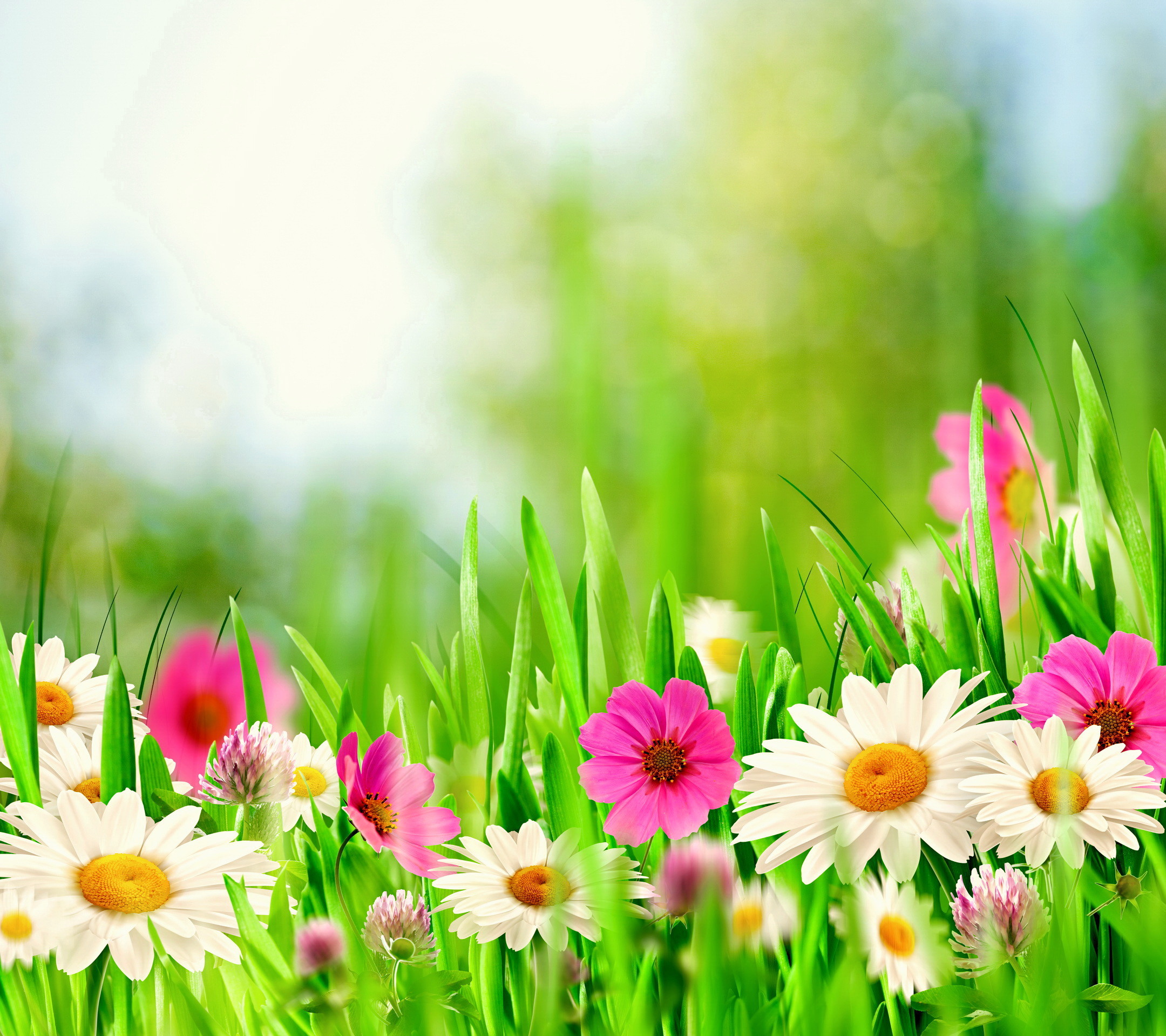 Spring Meadow Wallpapers