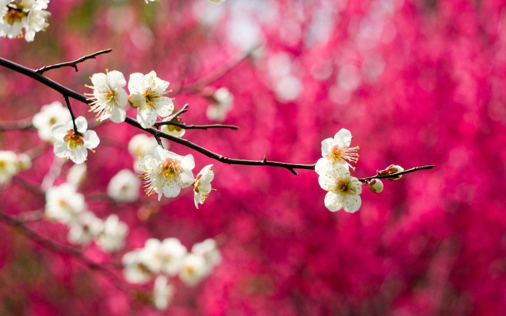 Spring Nature Wallpapers