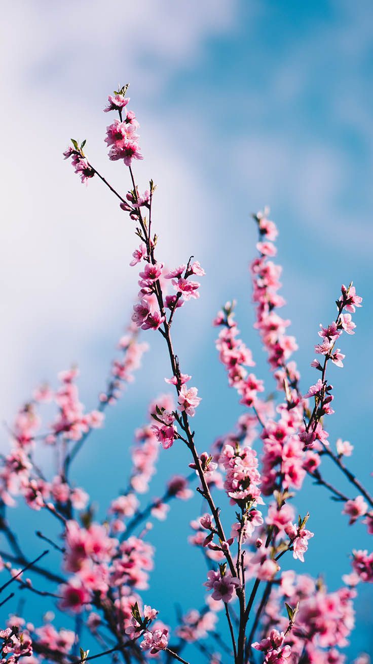 Spring Pinterest Wallpapers