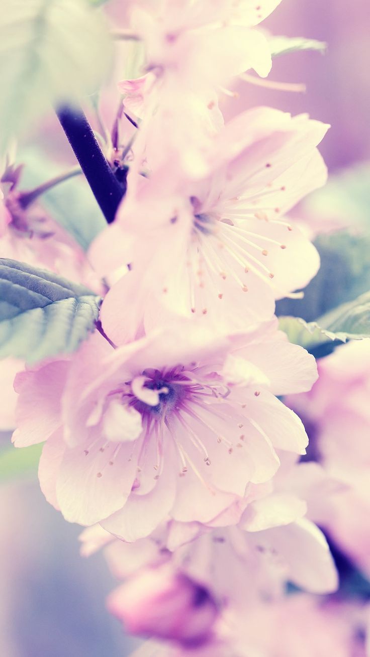 Spring Pinterest Wallpapers