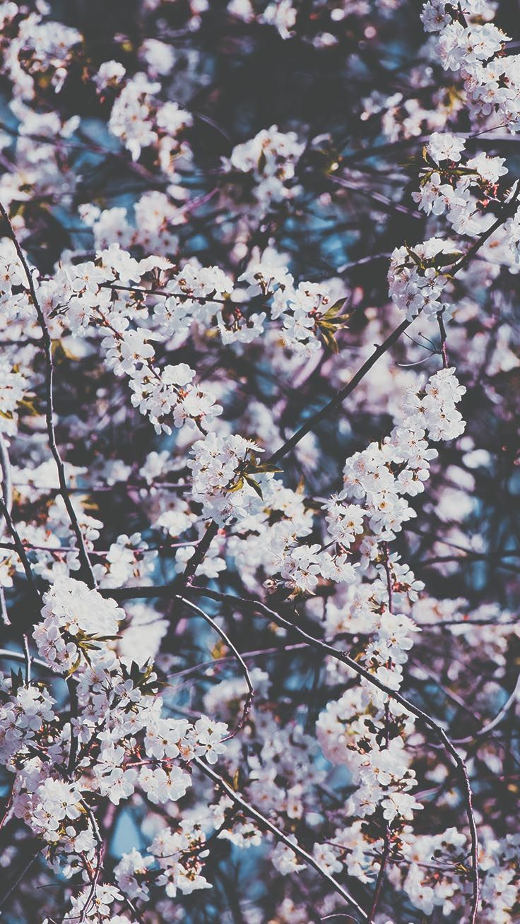 Spring Pinterest Wallpapers