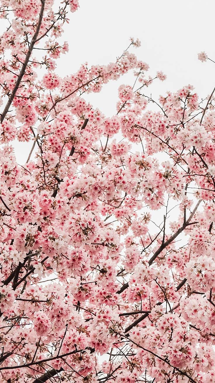 Spring Pinterest Wallpapers