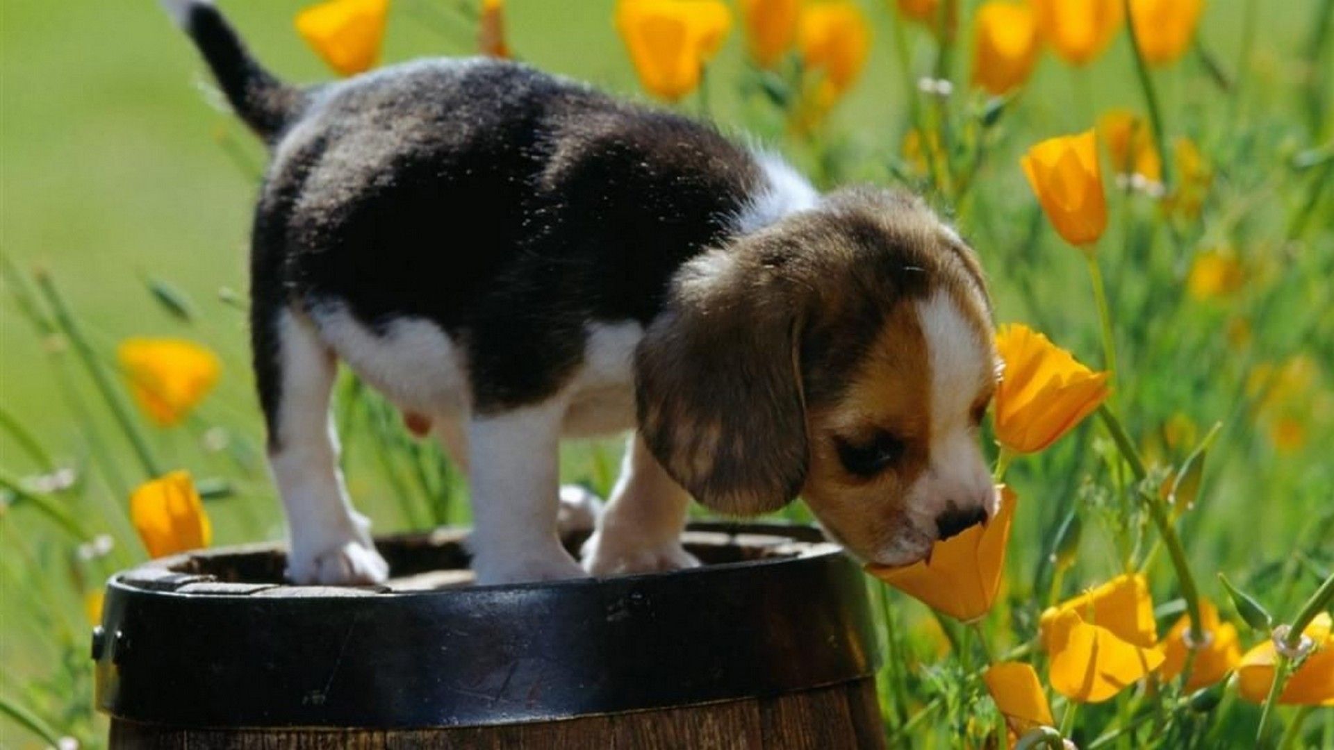 Spring Puppy Wallpapers