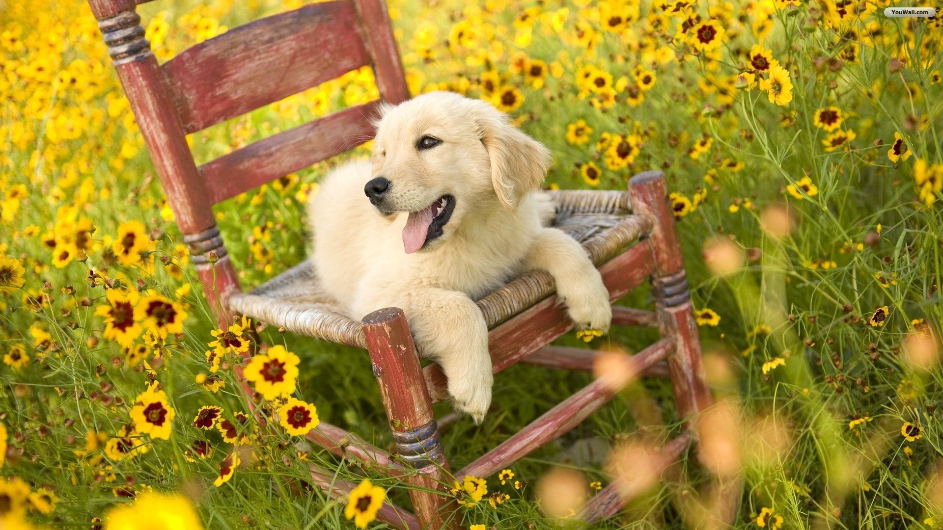 Spring Puppy Wallpapers