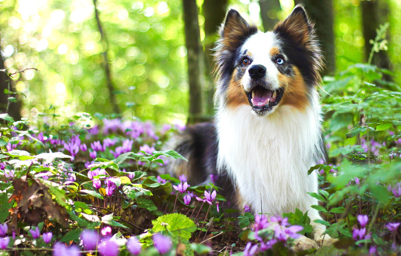 Spring Puppy Wallpapers