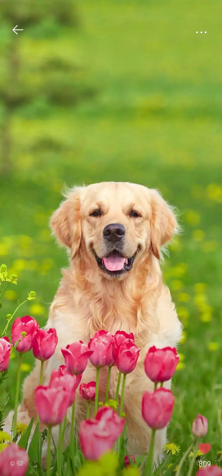 Spring Puppy Wallpapers