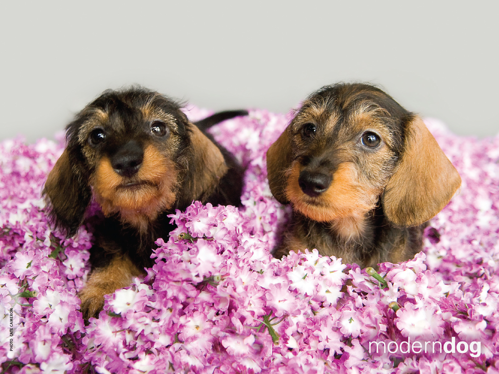 Spring Puppy Wallpapers