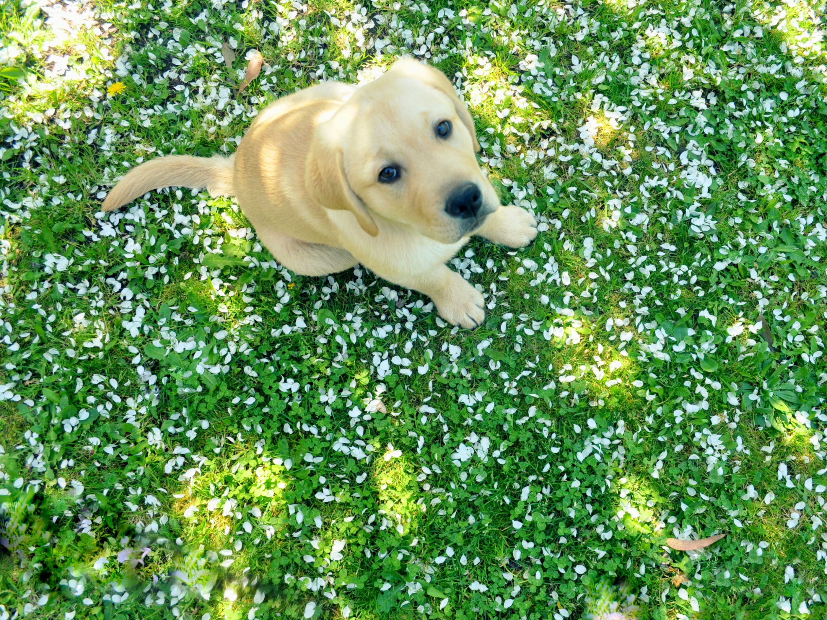 Spring Puppy Wallpapers