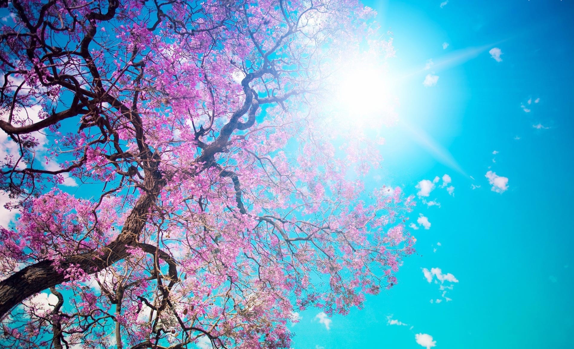 Spring Tree Wallpapers