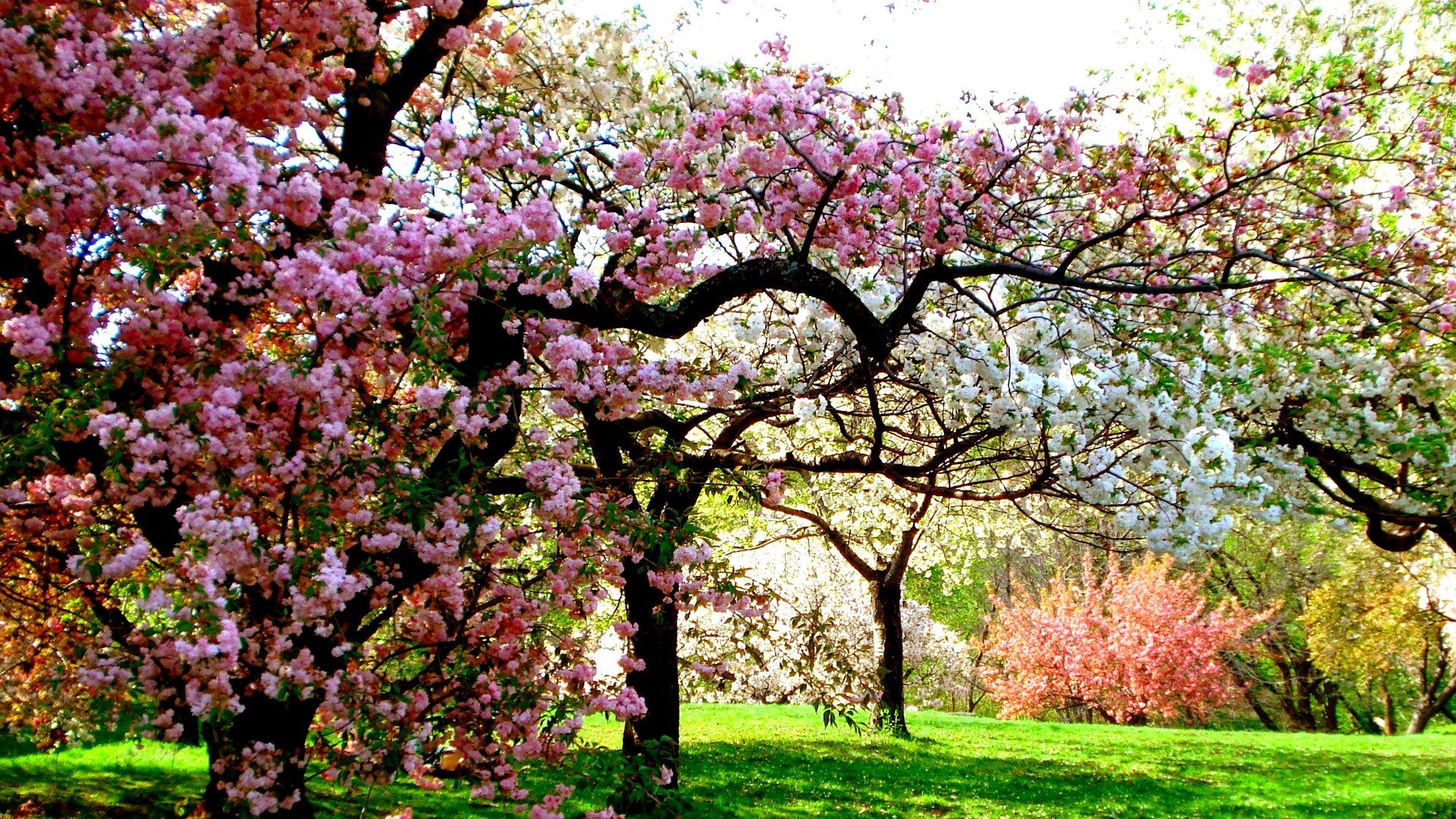 Spring Tree Wallpapers