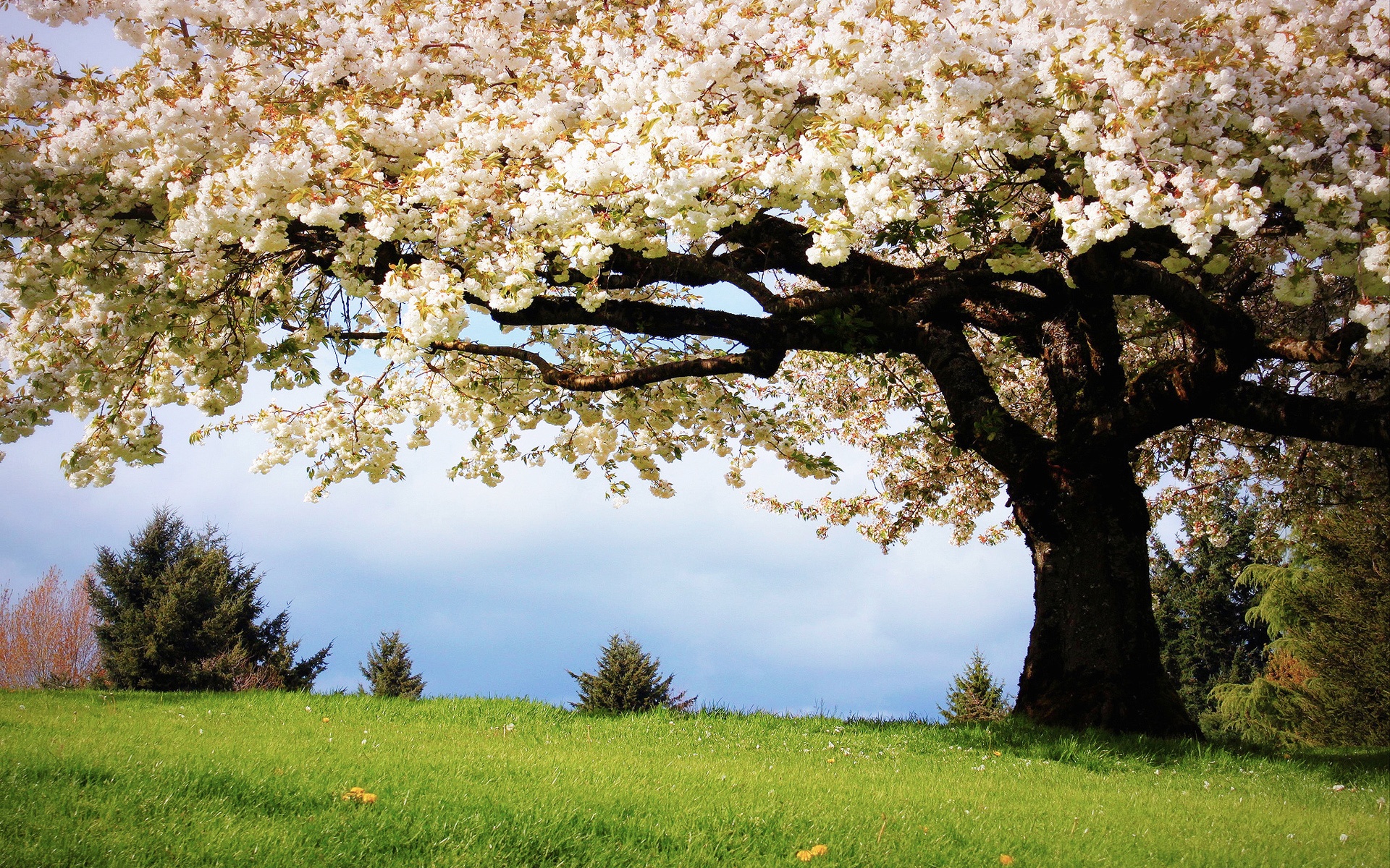 Spring Tree Wallpapers