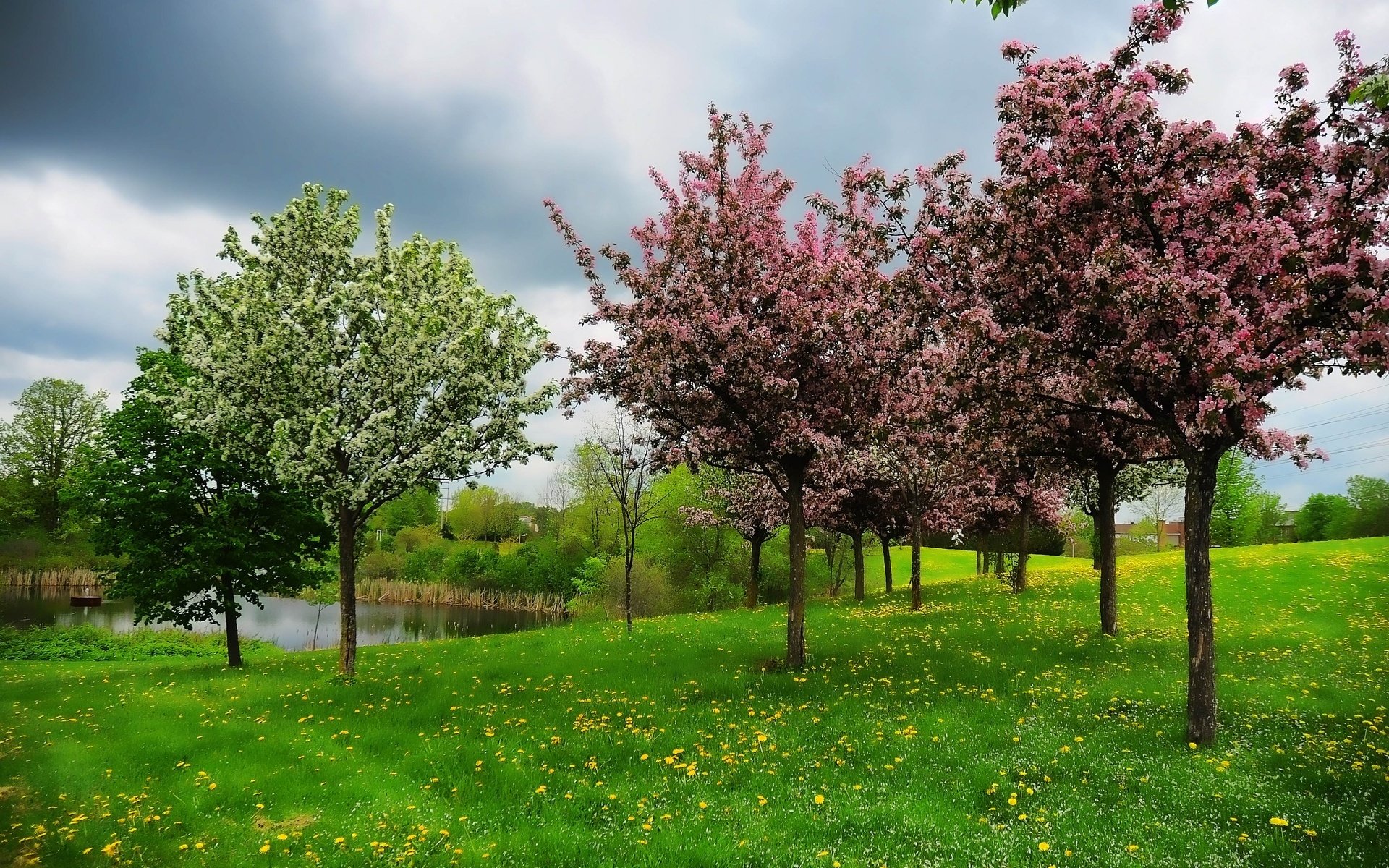 Spring Tree Wallpapers