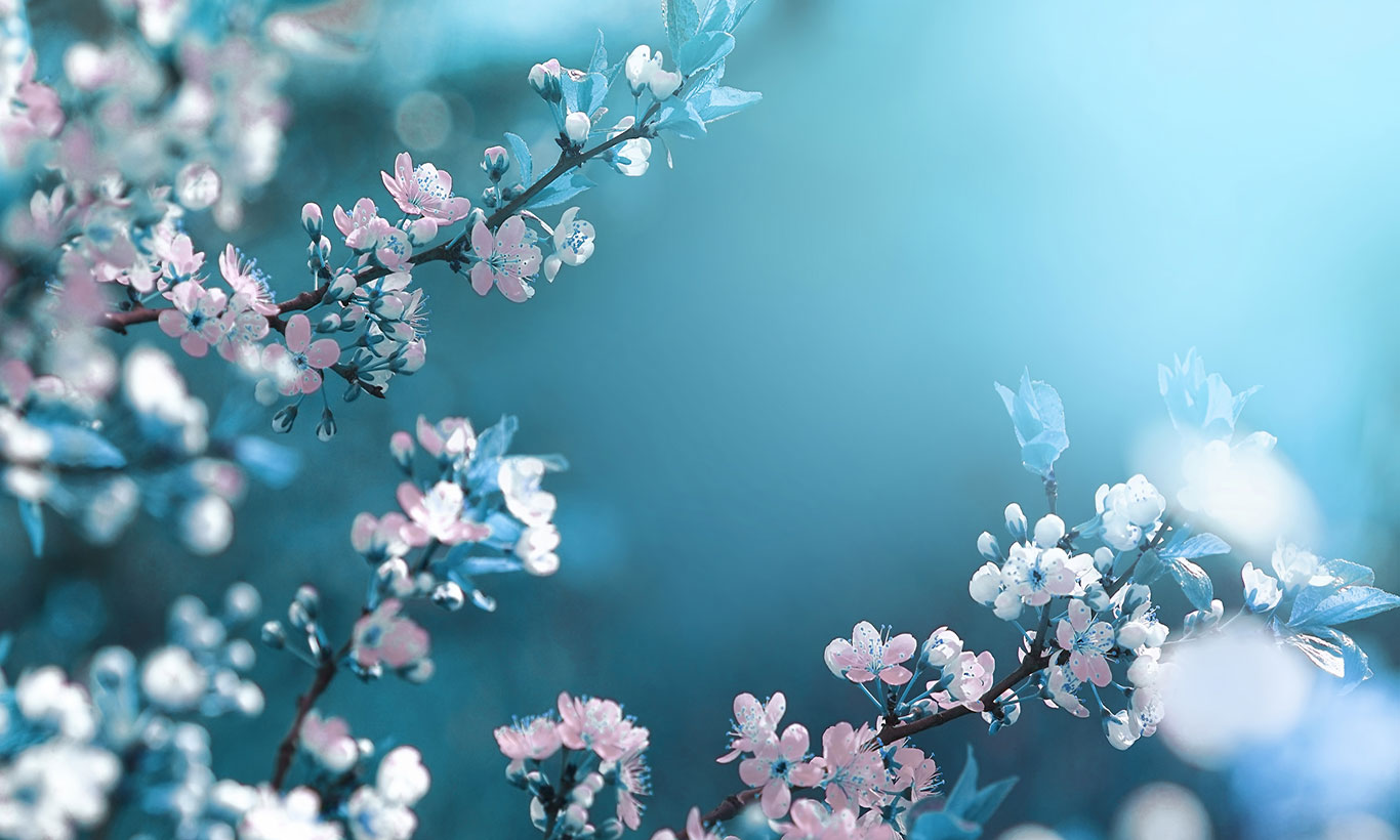 Spring Tree Wallpapers