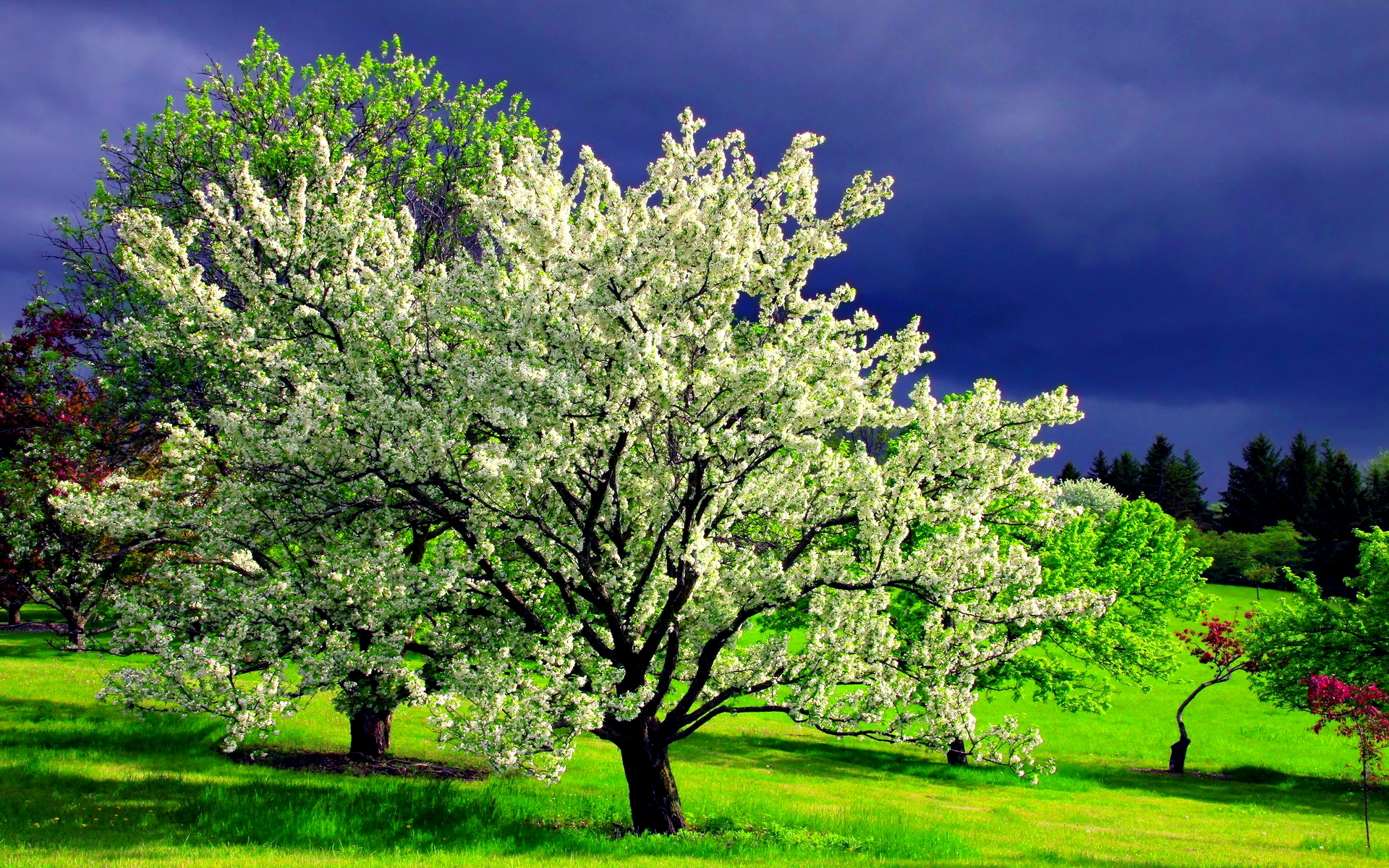 Spring Tree Wallpapers