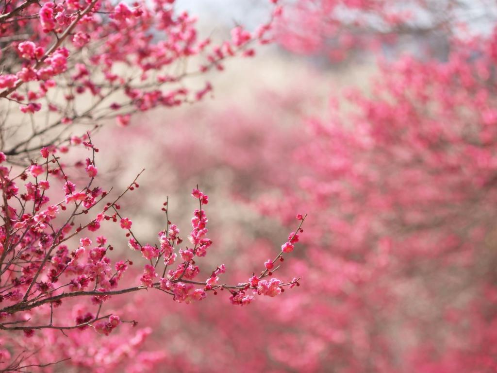 Spring Tree Wallpapers