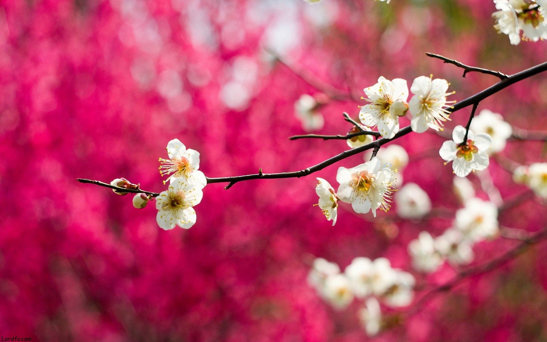 Spring Tree Wallpapers