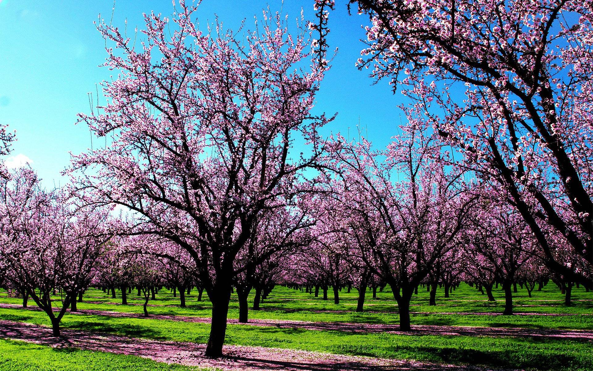 Spring Tree Wallpapers