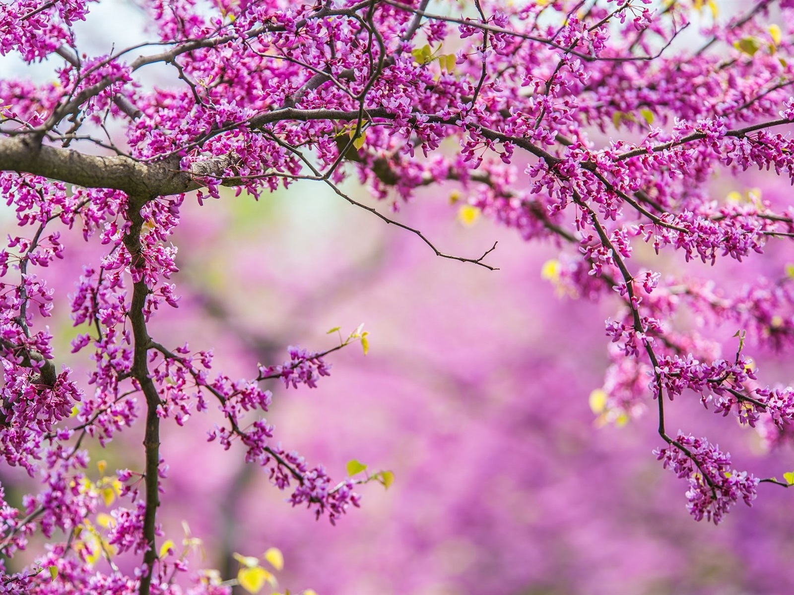 Spring Tree Wallpapers